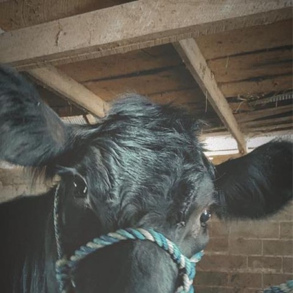 Meet your Posher, Madison - Picture 1 of 1